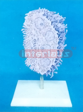THREE DIMENSIONAL MODEL OF THE ULTRA STRUCTURE OF OSTEOCLAST